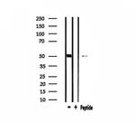 PRIM1 Antibody in Western Blot (WB)