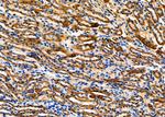 Fibulin 5 Antibody in Immunohistochemistry (Paraffin) (IHC (P))