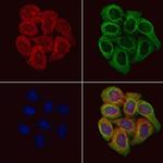 Fibulin 5 Antibody in Immunocytochemistry (ICC/IF)