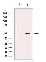 GDF7 Antibody in Western Blot (WB)