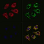 MGST2 Antibody in Immunocytochemistry (ICC/IF)