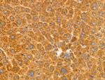 MGST2 Antibody in Immunohistochemistry (Paraffin) (IHC (P))