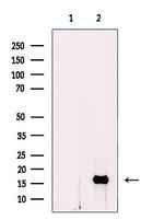 MGST2 Antibody in Western Blot (WB)