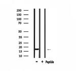 MGST2 Antibody in Western Blot (WB)