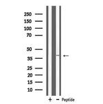 MRPL3 Antibody in Western Blot (WB)