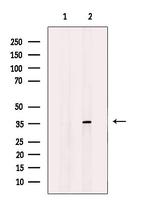 MRPL3 Antibody in Western Blot (WB)