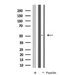 NARFL Antibody in Western Blot (WB)