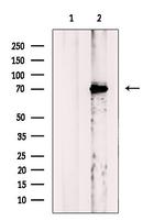 NOLC1 Antibody in Western Blot (WB)