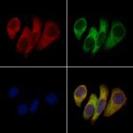 KCNK6 Antibody in Immunocytochemistry (ICC/IF)