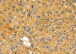 KCNK6 Antibody in Immunohistochemistry (Paraffin) (IHC (P))