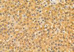 KCNK6 Antibody in Immunohistochemistry (Paraffin) (IHC (P))