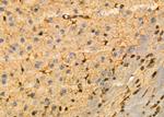 KCNH3 Antibody in Immunohistochemistry (Paraffin) (IHC (P))