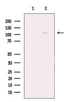 KCNH3 Antibody in Western Blot (WB)