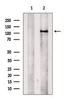 KCNH3 Antibody in Western Blot (WB)