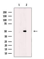 PDK1 Antibody in Western Blot (WB)