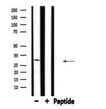 SFRP2 Antibody in Western Blot (WB)