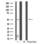 SERGEF Antibody in Western Blot (WB)