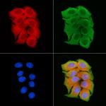 SLC9A7 Antibody in Immunocytochemistry (ICC/IF)