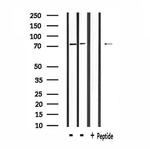 SLC9A7 Antibody in Western Blot (WB)