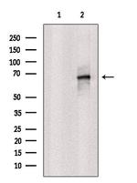 CD298 Antibody in Western Blot (WB)