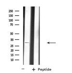 CD298 Antibody in Western Blot (WB)