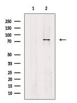 OATP2 Antibody in Western Blot (WB)