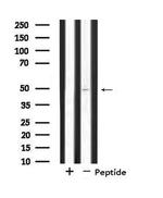 SYT11 Antibody in Western Blot (WB)