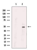 SYT13 Antibody in Western Blot (WB)