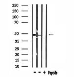 SYT13 Antibody in Western Blot (WB)