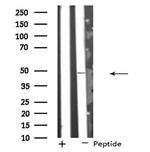 SYT13 Antibody in Western Blot (WB)