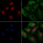 TCF7L1 Antibody in Immunocytochemistry (ICC/IF)