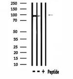 USP13 Antibody in Western Blot (WB)