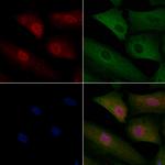 UBAP2L Antibody in Immunocytochemistry (ICC/IF)