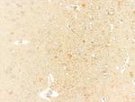 SLC30A4 Antibody in Immunohistochemistry (Paraffin) (IHC (P))