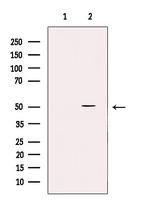 SLC39A7 Antibody in Western Blot (WB)