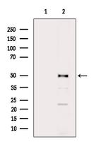 SLC39A7 Antibody in Western Blot (WB)