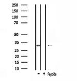 SMUG1 Antibody in Western Blot (WB)