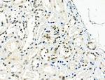 Osr2 Antibody in Immunohistochemistry (Paraffin) (IHC (P))