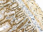 Osr2 Antibody in Immunohistochemistry (Paraffin) (IHC (P))