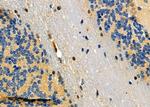 DUSP10 Antibody in Immunohistochemistry (Paraffin) (IHC (P))