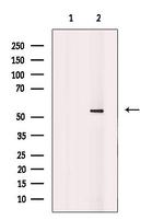 DUSP10 Antibody in Western Blot (WB)