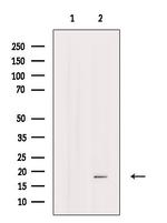 MYL6 Antibody in Western Blot (WB)