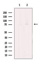 CHFR Antibody in Western Blot (WB)