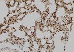 BAG4 Antibody in Immunohistochemistry (Paraffin) (IHC (P))