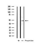 BAG4 Antibody in Western Blot (WB)