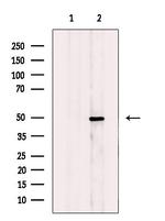 BAG4 Antibody in Western Blot (WB)