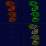 CD205 Antibody in Immunocytochemistry (ICC/IF)