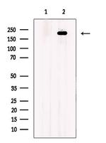 CD205 Antibody in Western Blot (WB)