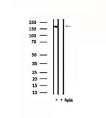 CD205 Antibody in Western Blot (WB)