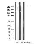 CD205 Antibody in Western Blot (WB)